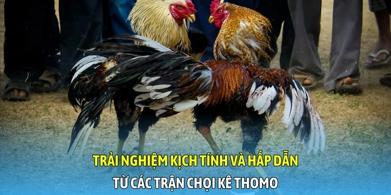 Trải nghiệm kịch tính và hấp dẫn từ các trận chọi kê Thomo