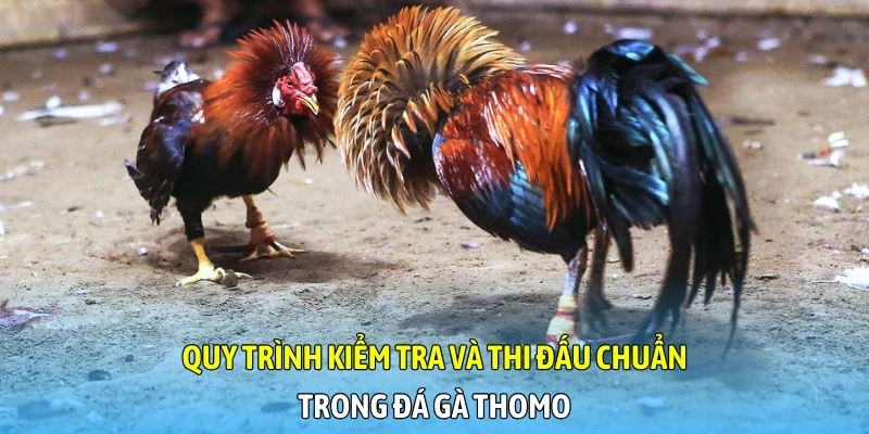 Quy trình kiểm tra và thi đấu chuẩn trong đá gà Thomo