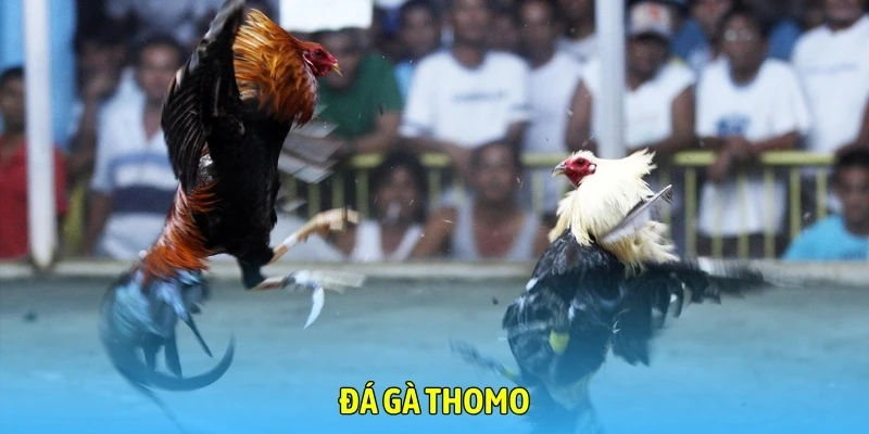 đá gà thomo