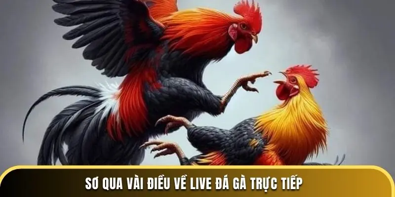 Sơ qua vài điều về live đá gà trực tiếp