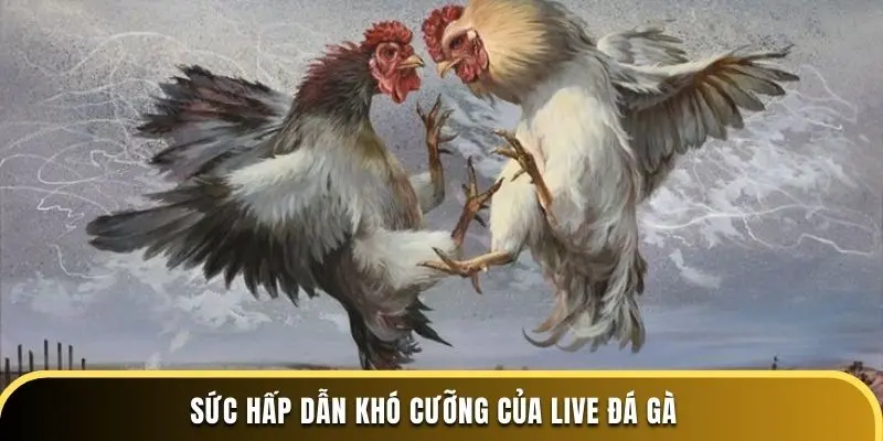 Sức hấp dẫn khó cưỡng của live đá gà